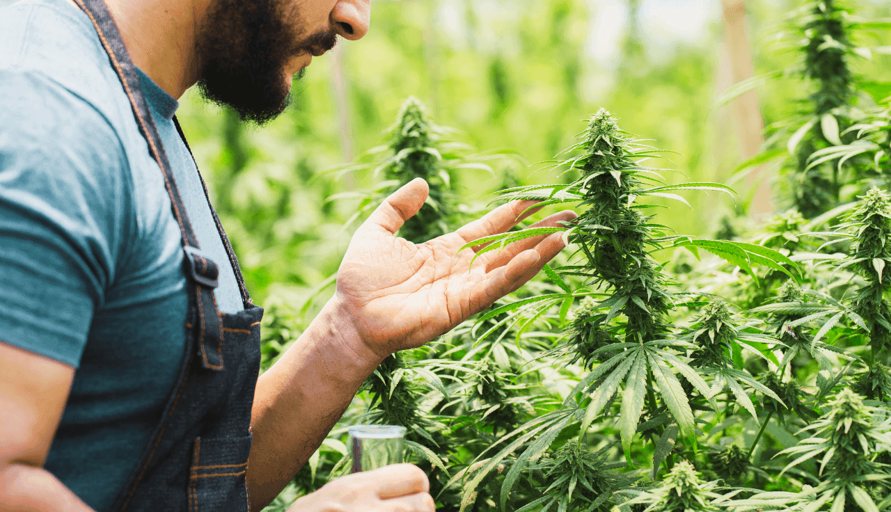 Mann begutachtet draußen eine Cannabispflanze